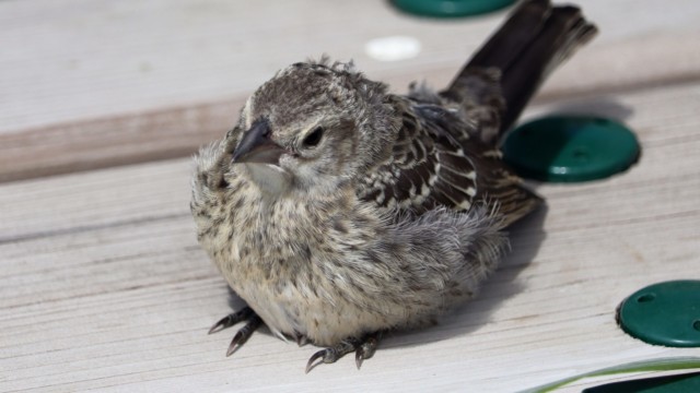 Cowbird taking a load off