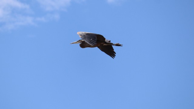 Great blue heron flying over Iona Beach