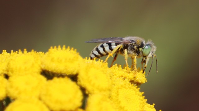 Sand wasp, side view