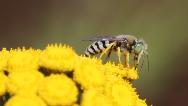 Sand wasp, side view