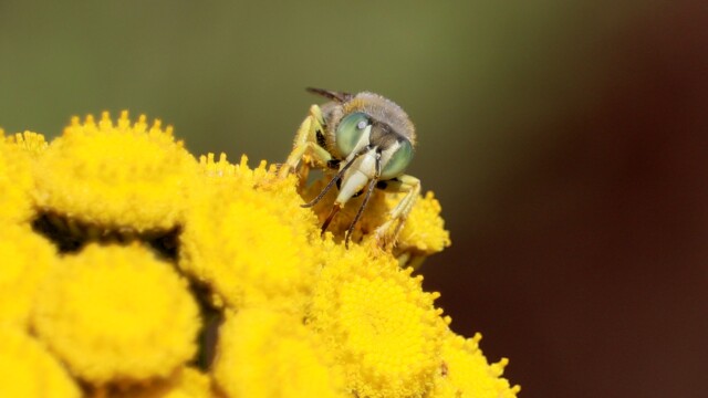 Sand wasp showing exciting tongue action