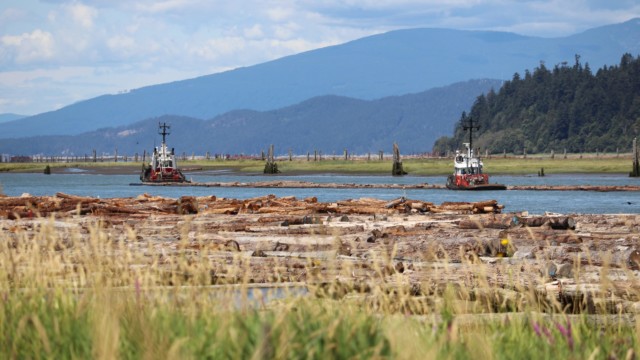 Tugboats on the Fraser River shepherding a log boom