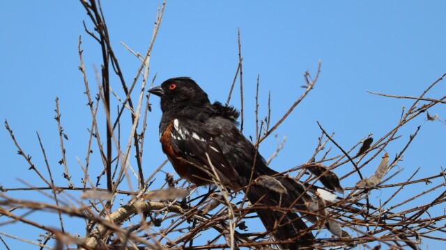 Spotted towhee in among the branches