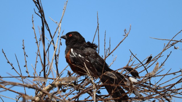 Spotted towhee in among the branches