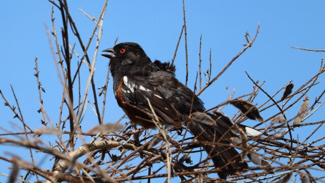 Spotted towhee making an announcement