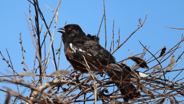 Spotted towhee making an announcement