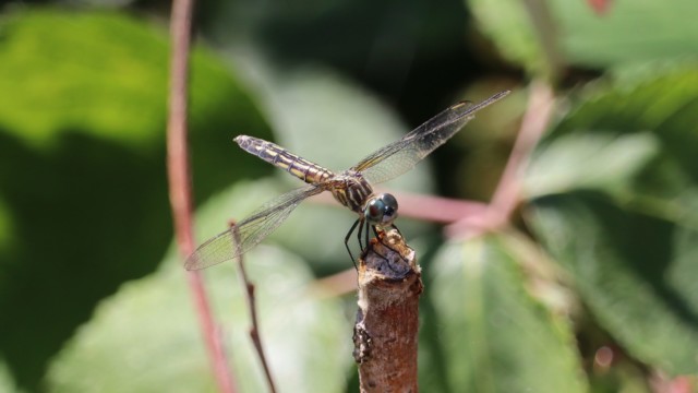 Dragonfly