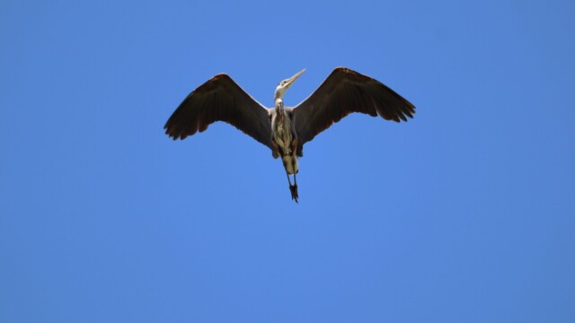 Great blue heron flying over Iona Beach