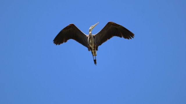 Great blue heron flying over Iona Beach