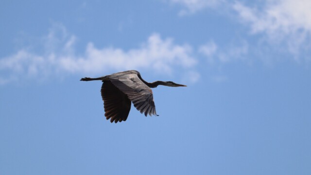 Great blue heron flying over Iona Beach