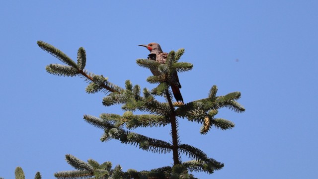 Northern flicker sitting atop a pine tree