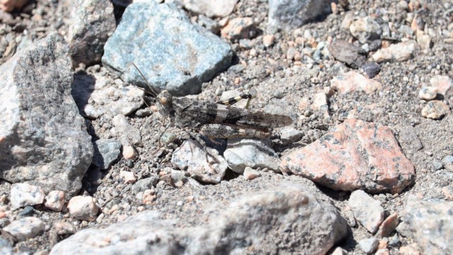 Grasshopper in full camo gear