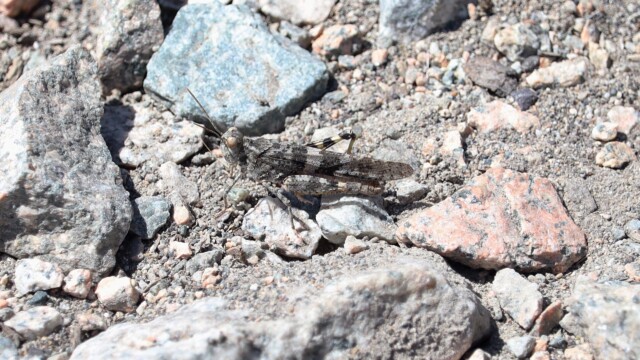 Grasshopper in full camo gear