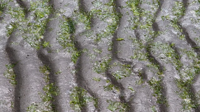 Ridges in the sand, now with seaweed!
