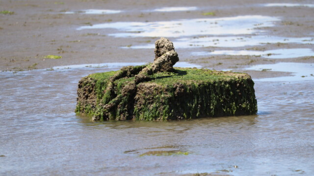 Exposed object at low tide