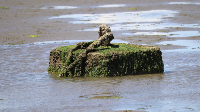 Exposed object at low tide