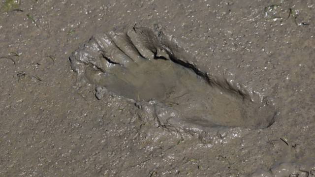 Footprint in the mud of low tide