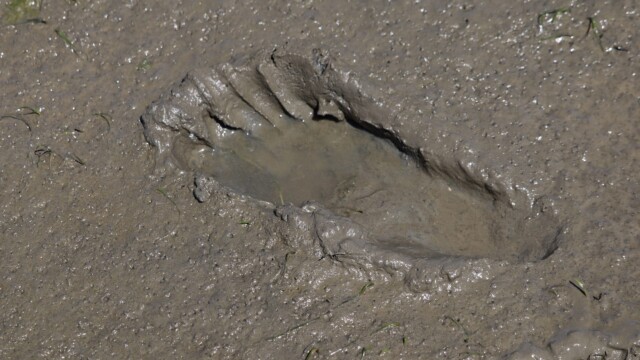 Footprint in the mud of low tide