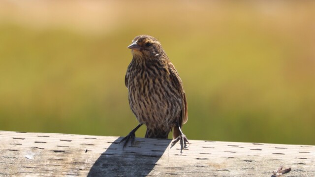 Young blackbird