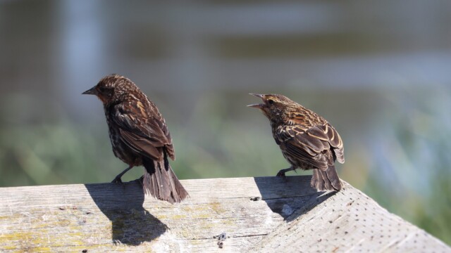 Young blackbird asking mom for something to eat