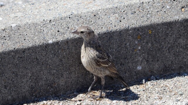 Cowbird having a peek