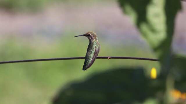 Anna's hummingbird looking back
