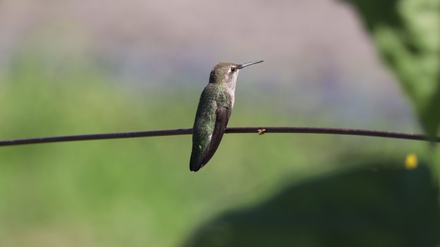 Anna's hummingbird hanging out at a community garden