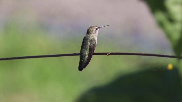 Anna's hummingbird hanging out at a community garden
