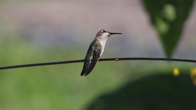 Anna's hummingbird gazing upward