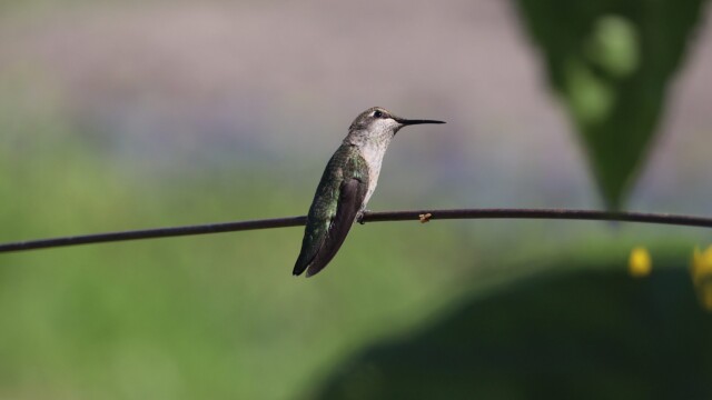 Anna's hummingbird gazing upward