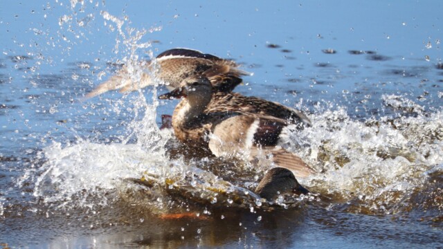 A brief duck battle at a pond in Terra Nova