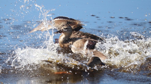 A brief duck battle at a pond in Terra Nova