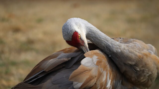 Sandhill crane grooming