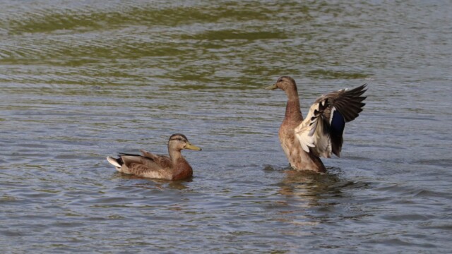 Mallard demonstrating flapping technique to a fellow duck