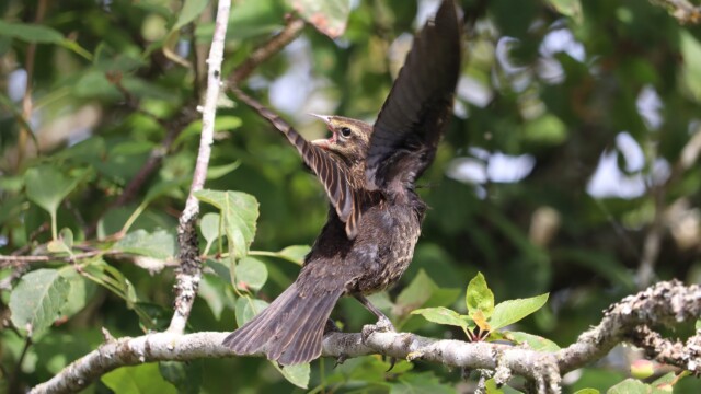 Young blackbird getting cranky because no one will bring it food