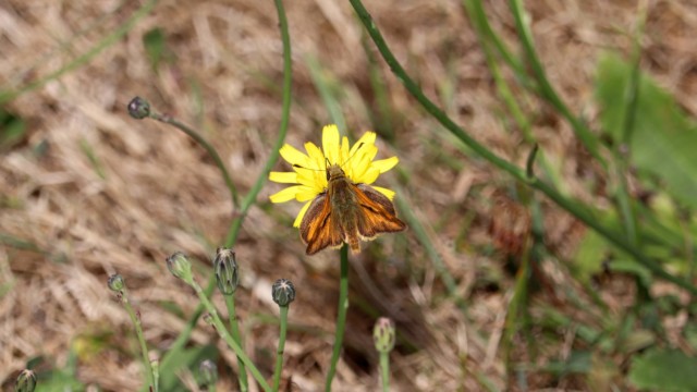Woodland skipper on a dandelion