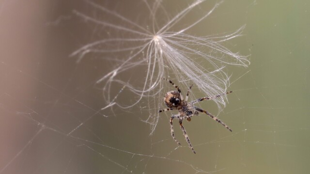 Spider trundling along its webbing, bypassing a dandelion head that got snagged in it