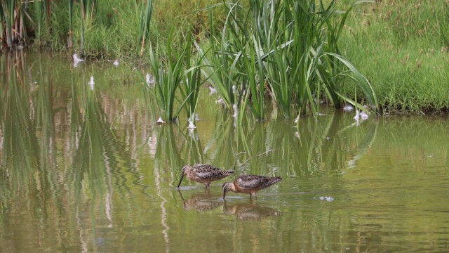 A pair of long-billed dowitchers dunking in a pond