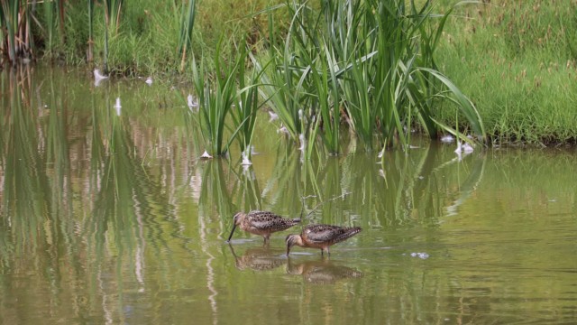A pair of long-billed dowitchers dunking in a pond