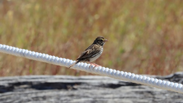 Savannah sparrow at Centennial Beach