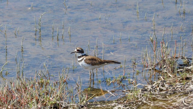 Killdeer on the seashore