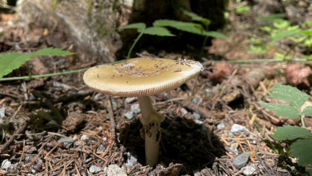 Fungus the first, Sunnyside Acres. Shot on iPhone 12. Fungus the first, Sunnyside Acres. Shot on iPhone 12.