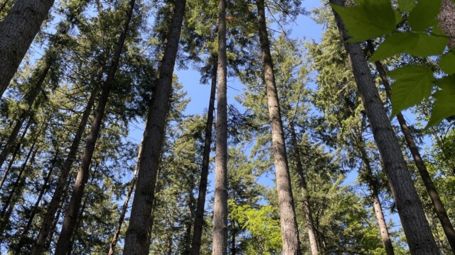 Upward view of forest at Sunny Acres Urban Forest. Shot with iPhone 12. Upward view of forest at Sunny Acres Urban Forest. Shot with iPhone 12.