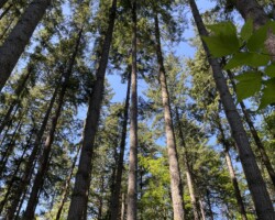 Upward view of forest at Sunny Acres Urban Forest. Shot with iPhone 12.