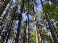 Upward view of forest at Sunny Acres Urban Forest. Shot with iPhone 12.