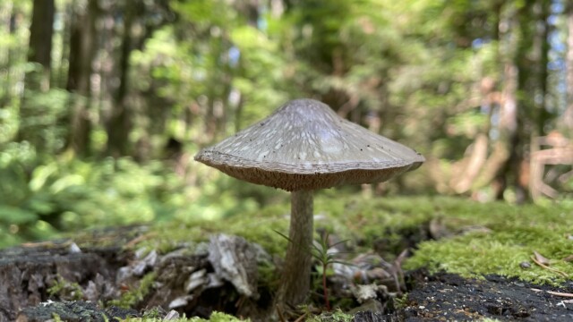 Fungus the second, Sunnyside Acres. Shot on iPhone 12. Fungus the second, Sunnyside Acres. Shot on iPhone 12.