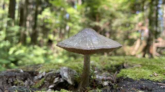 Fungus the second, Sunnyside Acres. Shot on iPhone 12. Fungus the second, Sunnyside Acres. Shot on iPhone 12.