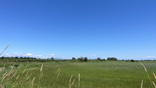 Verdant field at Serpentine Fen Verdant field at Serpentine Fen