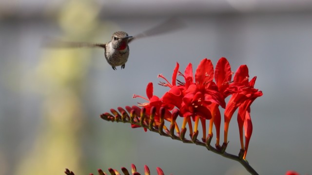 Rufous hummingbird in flight Rufous hummingbird in flight