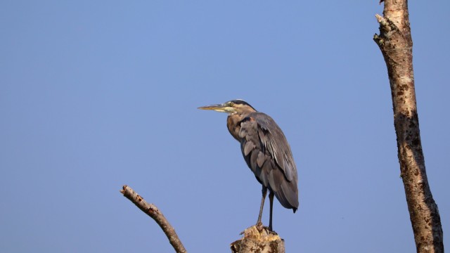 Great blue heron keeping vigil, Centennial Beach. Great blue heron keeping vigil, Centennial Beach.